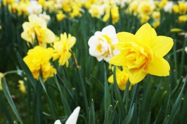 bahar çiçekleri yeşil çimlerde