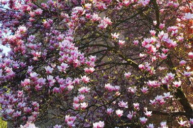 pembe Manolya çiçek