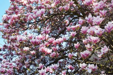 pembe Manolya çiçek