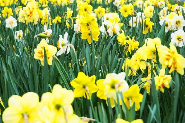 Lente narcissen bloemen in het groene gras — Stockfoto