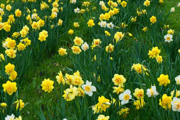 Lente narcissen bloemen in het groene gras — Stockfoto