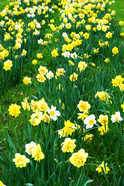 Lente narcissen bloemen in het groene gras — Stockfoto