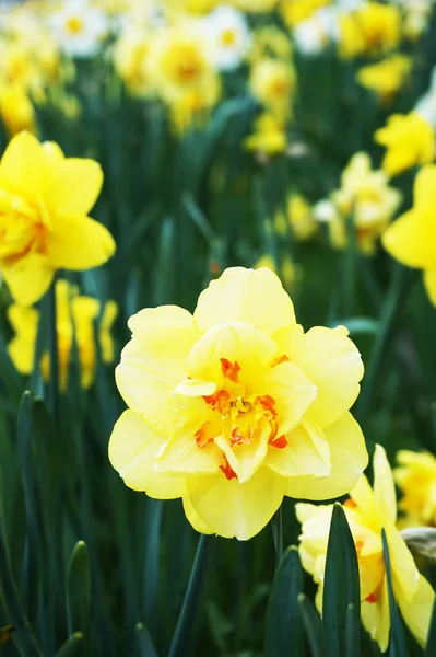 Primavera narciso flores en la hierba verde — Foto de Stock