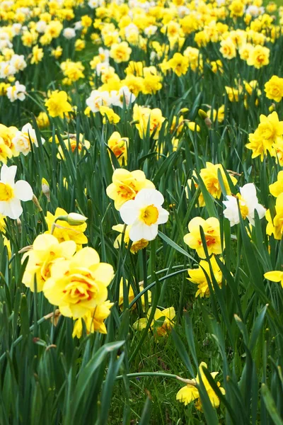 Foråret narcissus blomster i det grønne græs - Stock-foto