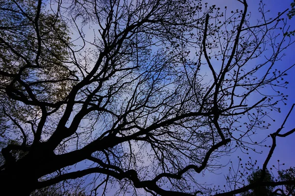 Árbol sin hojas — Foto de Stock