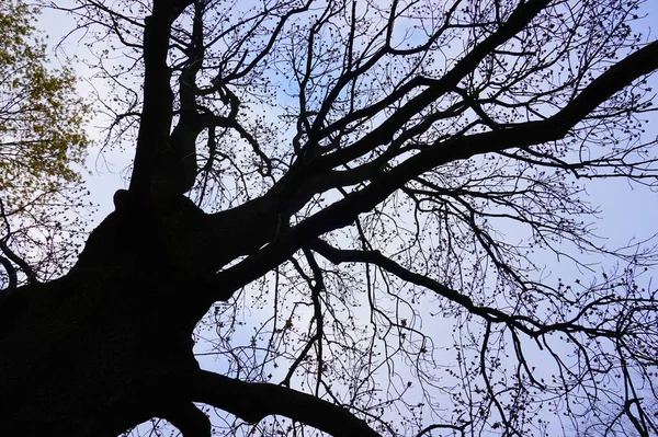 Drzewo bez liści — Zdjęcie stockowe
