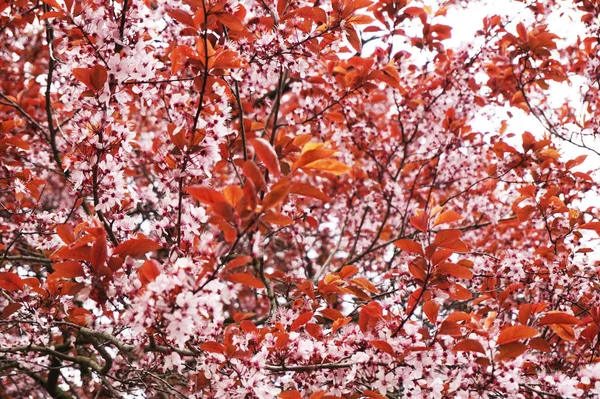 Flores de cerezas de primavera —  Fotos de Stock