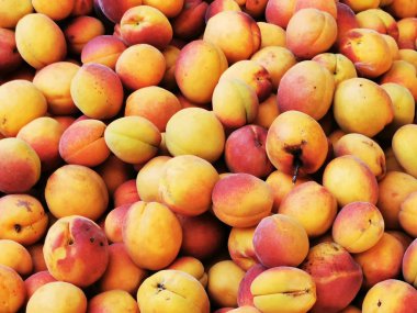 taze kayısılar meyve dokusu