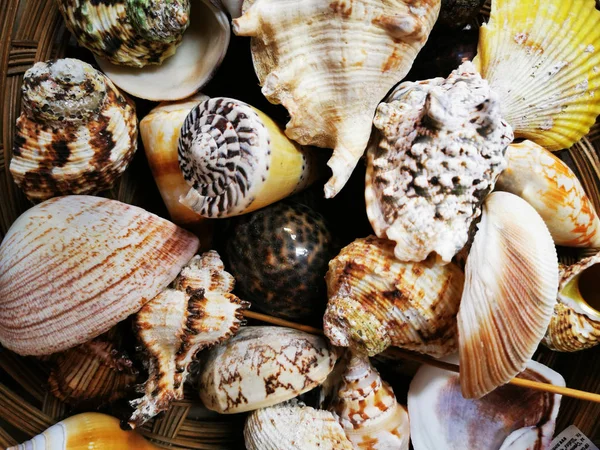 Sea shells texture — Stock Photo, Image
