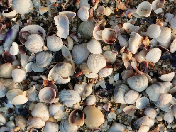 Sea shells texture — Stock Photo, Image