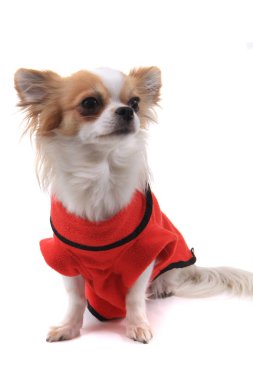 Chihuahua Violka yeni kıyafetler giymişti.