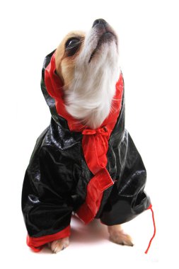 Chihuahua Violka yeni kıyafetler giymişti.