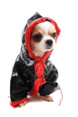 Chihuahua Violka yeni kıyafetler giymişti.