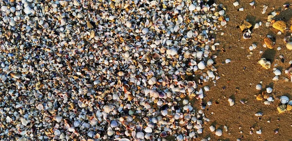 Sea shells texture — Stock Photo, Image