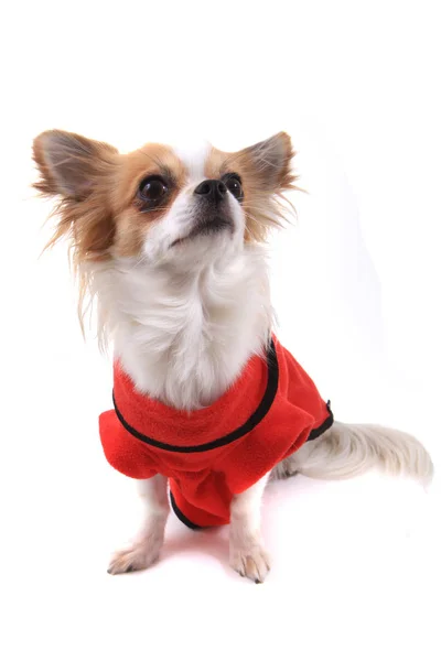 Chihuahua Violka vestida con traje nuevo — Foto de Stock