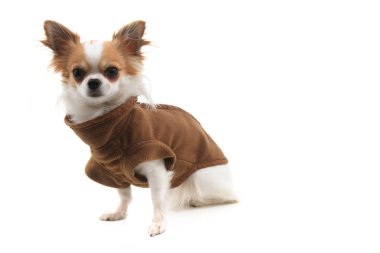 Chihuahua Violka yeni kıyafetler giymişti.