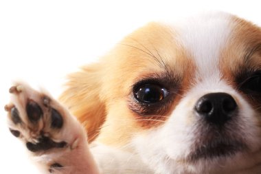 Uzun saçlı chihuahua kafası