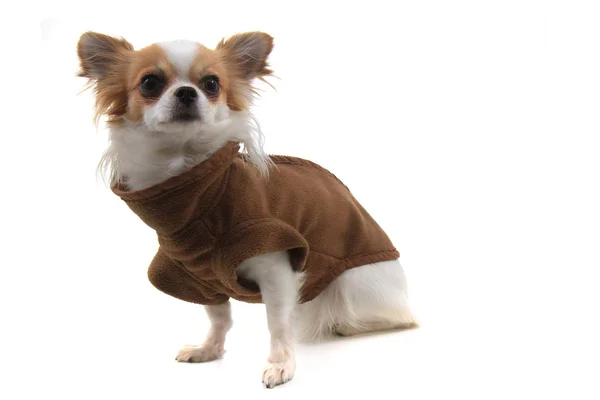Chihuahua Violka yeni kıyafetler giymişti. — Stok fotoğraf