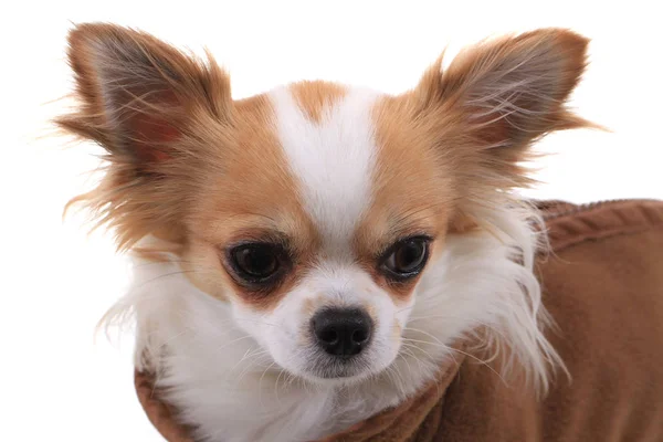 Chihuahua Violka vestida con traje nuevo — Foto de Stock