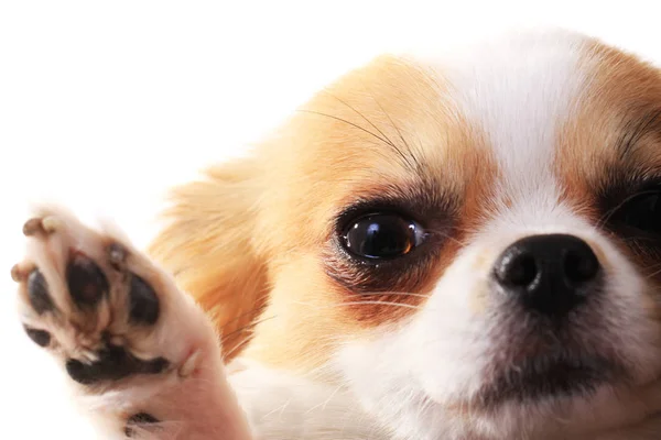 Cheveux longs chihuahua tête — Photo