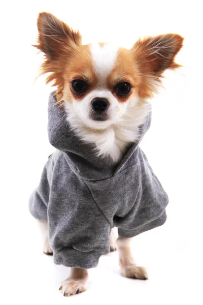 Chihuahua Violka dressed in new outfit — Stock Photo, Image