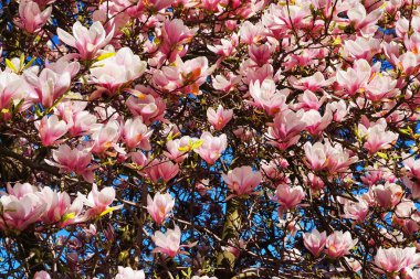 pembe Manolya çiçek