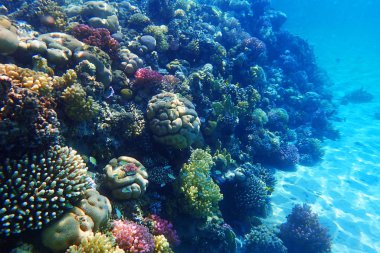 Mısır'daki mercan resifi