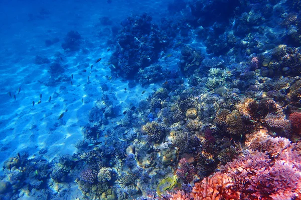이집트에서 산호초 — 스톡 사진