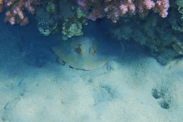 Blauer Stachelrochen unter Korallenriff — Stockfoto