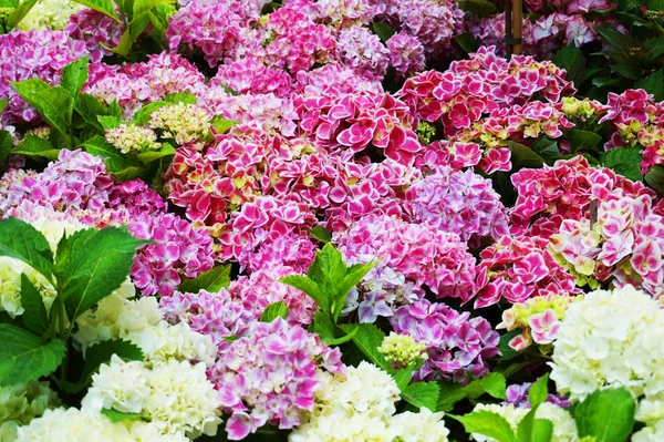 Hortensia bloemen textur — Stockfoto