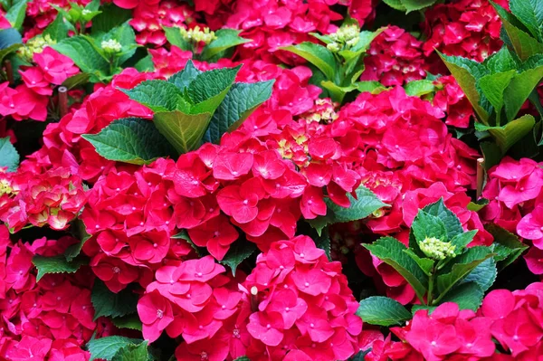 Hortensia bloemen textur — Stockfoto