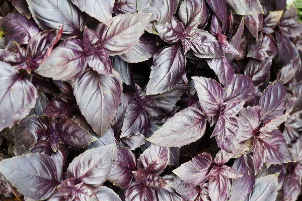 Виолетта базиликовая — стоковое фото
