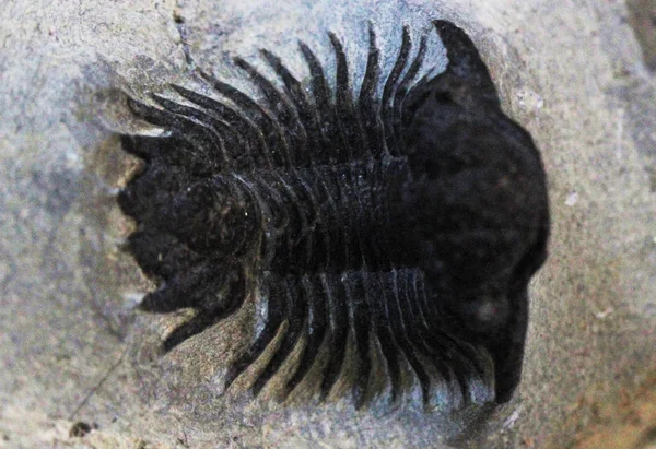 Vecchio fossile di trilobite — Foto Stock