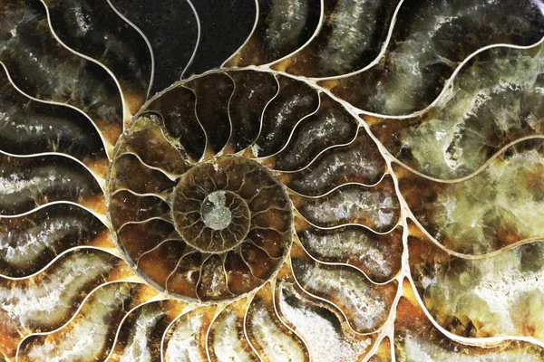 Ammonit fosil doku — Stok fotoğraf