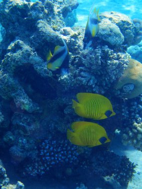 Kızıl denizdeki mercan kayalıkları 