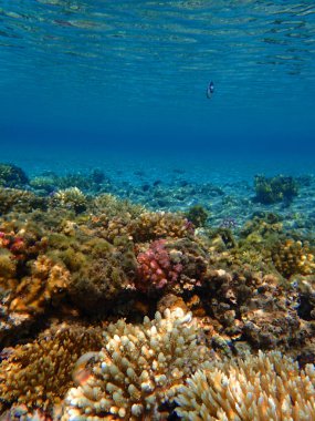 Kızıl denizdeki mercan kayalıkları 