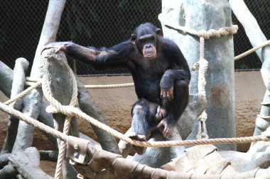 dinleniyor şempanze portresi