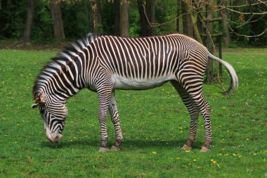 zebra hayvan dinleniyor