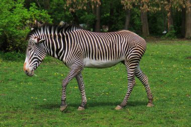 zebra hayvan dinleniyor