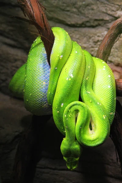 Boa Emerald Tree (Corallus caninus) jako miły zielony wąż — Zdjęcie stockowe