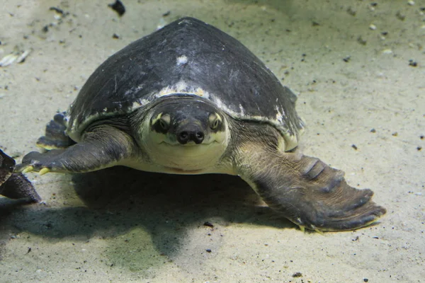 Tartaruga aquática no mar — Fotografia de Stock