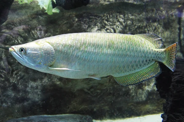 Grande pesce sconosciuto — Foto Stock