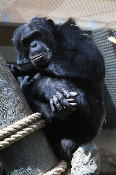 Portrait de chimpanzé au repos — Photo