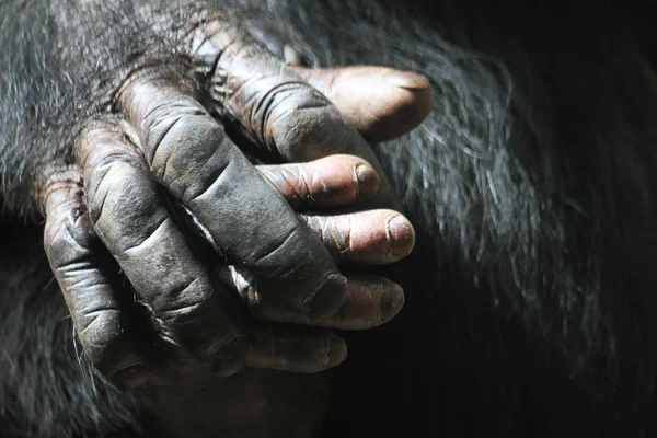 Duas mãos de chimpanzé — Fotografia de Stock