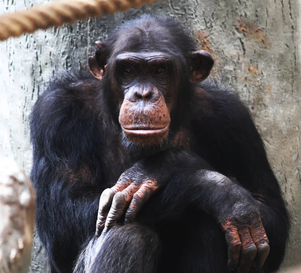 Rusten chimpansee portret — Stockfoto