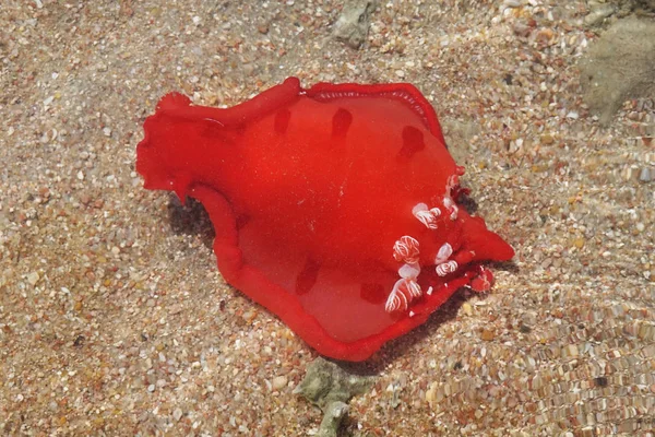 Červená voda mořský slimák — Stock fotografie