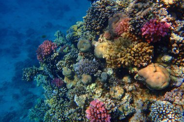 Kızıl denizdeki mercan kayalıkları 
