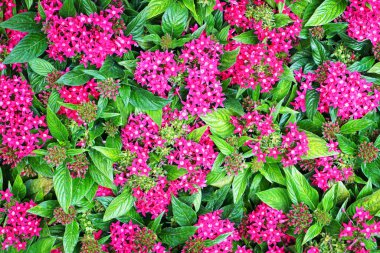 Pentas lanceolata çiçekleri