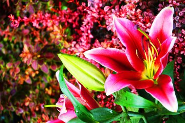 kırmızı lilly bitki dokusu