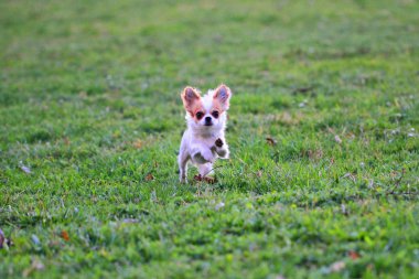 Yeşil çimenlikteki küçük chihuahua